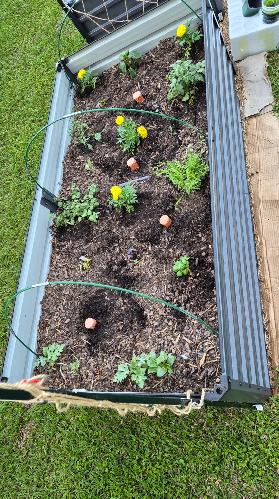 First picture of 2026 raised garden bed